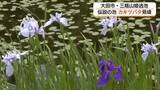 「白と紫が織りなす水面の景色と悲恋伝説　三瓶山中腹の姫逃池でカキツバタ見頃（島根）」の画像1