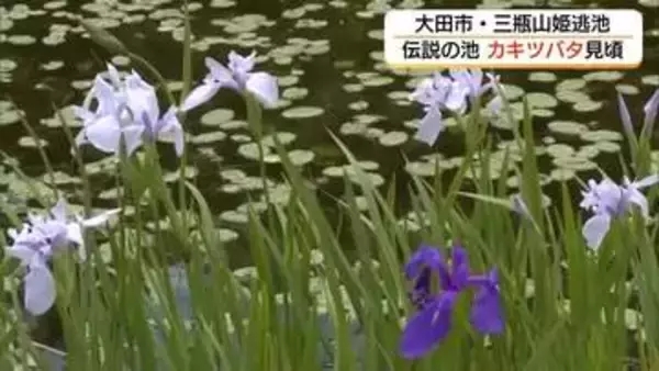白と紫が織りなす水面の景色と悲恋伝説　三瓶山中腹の姫逃池でカキツバタ見頃（島根）
