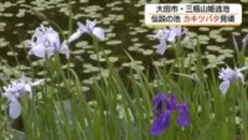 白と紫が織りなす水面の景色と悲恋伝説　三瓶山中腹の姫逃池でカキツバタ見頃（島根）
