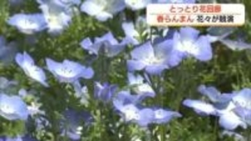 とっとり花回廊にネモフィラのじゅうたん　チューリップとの競演も　園内は春爛漫！（南部町）