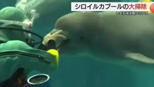 乱入！？邪魔しないで…シロイルカ赤ちゃんがダイバーにおねだり　年末のプール大掃除にハプニング（島根）