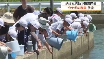 ウナギの稚魚2000匹を中海に放流「大きくなーれ」資源回復の願い込め　成果は着実に（島根）