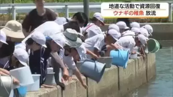 ウナギの稚魚2000匹を中海に放流「大きくなーれ」資源回復の願い込め　成果は着実に（島根）