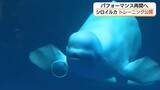「アクアスのシロイルカ　約50日ぶりの「バブルリング」に歓声　パフォーマンス再開へ公開トレーニング」の画像1