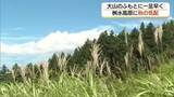 「大山・桝水高原に一足早く秋の気配　マツムシソウやキキョウ見頃　ススキの出穂も始まる（鳥取）」の画像1