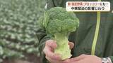 「農業にもじわり「中東情勢」の影　新しい「指定野菜」ブロッコリー産地も資材・肥料高騰を懸念（鳥取）」の画像1