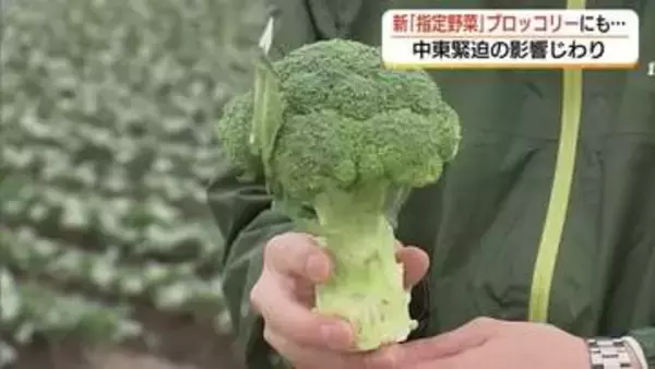 農業にもじわり「中東情勢」の影　新しい「指定野菜」ブロッコリー産地も資材・肥料高騰を懸念（鳥取）