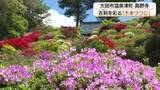 「創建1200年の古刹に春の彩り…高野寺の“千本ツツジ”が見頃　5月5日に『つつじ祭り』（島根）」の画像1