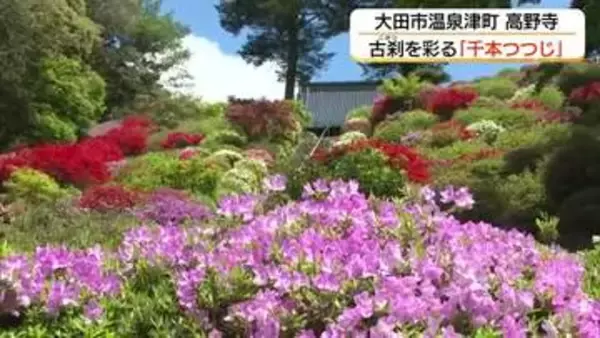 創建1200年の古刹に春の彩り…高野寺の“千本ツツジ”が見頃　5月5日に『つつじ祭り』（島根）