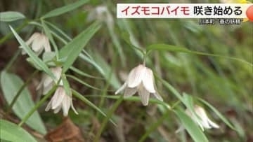 「春の妖精」イズモコバイモ　川本町でそっと開花　地元に守られた可憐な花が早春を告げる（島根）