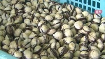 中海産“赤貝”出荷規制解除「下痢性貝毒」規制値下回り12日から出荷再開へ　原因は不明のまま（島根）