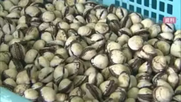 中海産“赤貝”出荷規制解除「下痢性貝毒」規制値下回り12日から出荷再開へ　原因は不明のまま（島根）