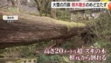 【大雪の爪痕】安来・清水寺は参拝客受け入れ再開のめど立たず　参道に倒れた大木の撤去進まず