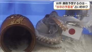 日本対オランダ「引き分け」アメリカザリガニの占いが的中！？かにっこ館で“負けられない”戦い（鳥取）