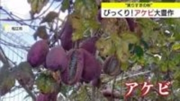 なぜ？「アケビ」180個の大豊作！“実りすぎ”の秋で食べきれず…庭に蒔いた2個の種から大成長（島根）