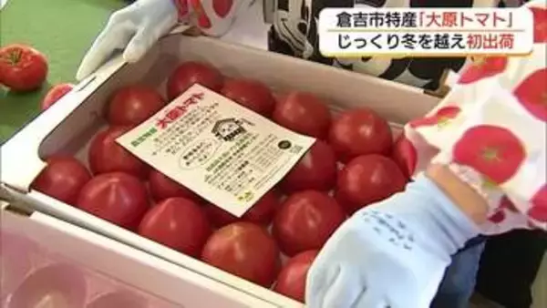 甘みと酸味のバランスが自慢　倉吉特産「大原（おはら）トマト」初出荷　冬を乗り越えじっくり生育（鳥取）