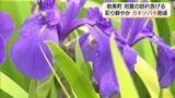 「岩美町の群生地で初夏の訪れ告げる「カキツバタ」見頃　「町の花」地域住民が守る（鳥取）」の画像1