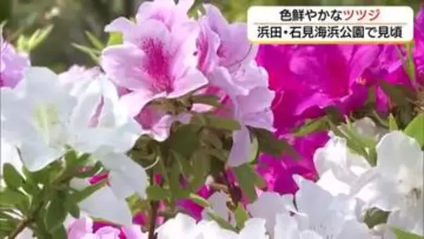 日本海を望むロケーション「石見海浜公園」を彩るツツジの花　春爛漫を演出（島根・浜田市）