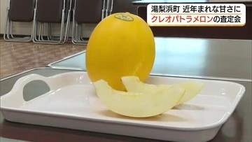 大玉で「甘さ際立つ」仕上がりに！上々の評価追い風に湯梨浜町特産のクレオパトラメロン初出荷（鳥取）
