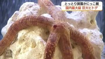 大きいものは体長60センチにも特大「オオアカヒトデ」を展示（鳥取市）
