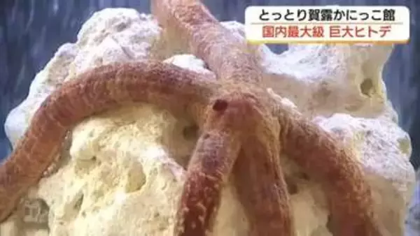 大きいものは体長60センチにも特大「オオアカヒトデ」を展示（鳥取市）