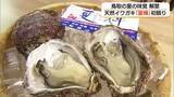 「天然岩ガキのシーズン到来！鳥取産ブランド「夏輝」初競り　ぷりぷり食感と濃厚な味覚楽しんで（鳥取）」の画像1