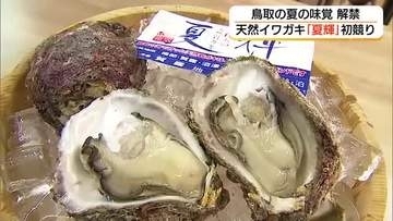 天然岩ガキのシーズン到来！鳥取産ブランド「夏輝」初競り　ぷりぷり食感と濃厚な味覚楽しんで（鳥取）