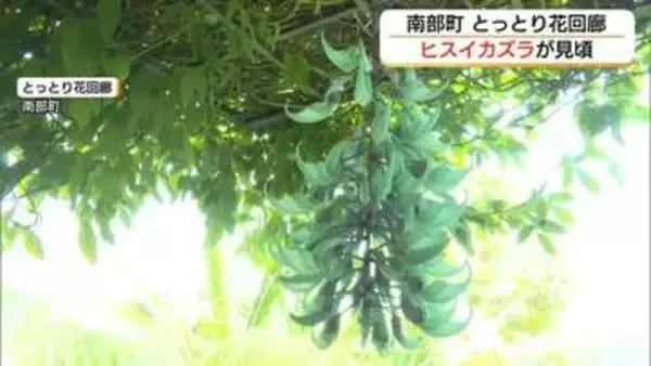 神秘的…色鮮やかなエメラルドグリーン「ヒスイカズラ」とっとり花回廊で見頃（鳥取）
