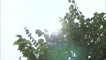 山陰両県で危険な暑さ続き11地点で猛暑日　川本で36.8℃、松江で2日連続35℃超（島根）