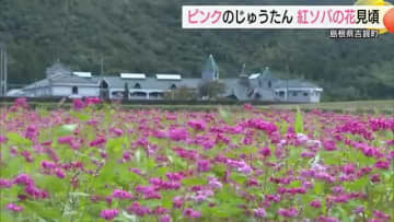 赤い！？そばの花「高嶺ルビー」咲き誇る　秋空に映える“ピンクのじゅうたん”（島根・吉賀町）