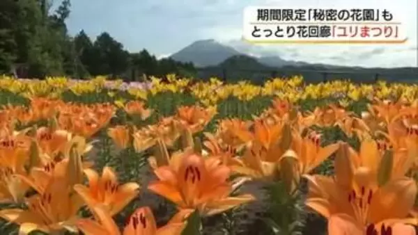 大山を背景に7500株のユリ見ごろ　1000個の風鈴が涼を呼ぶスポットも（鳥取・南部町）