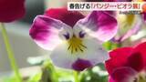 「ほっこり“つぶらな瞳のタヌキ”のような花も…とっとり花回廊に春告げる『パンジー・ビオラ展』（南部町）」の画像1