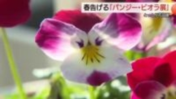 ほっこり“つぶらな瞳のタヌキ”のような花も…とっとり花回廊に春告げる『パンジー・ビオラ展』（南部町）
