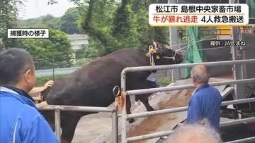 「跳ね飛ばされた」家畜市場で500キロの牛が暴れ250メートル逃走…職員など5人重軽傷　島根