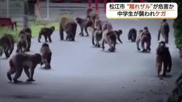サルに襲われ中学生けが…群れからはぐれ街に出没か　遭遇したら「目を合わせない」など対応を（島根）