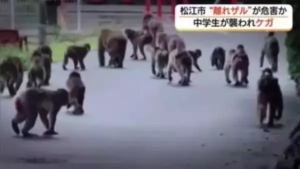 松江市の市街地でサルに襲われ登校中の中学生けが　群れからはぐれた”離れザル”が単独行動か（島根）