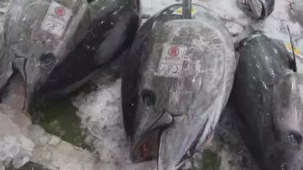 「クロマグロ初水揚げ」が映す資源管理時代の現実　地域の漁港から“持続可能な漁業”の可能性示せるか【鳥取発】