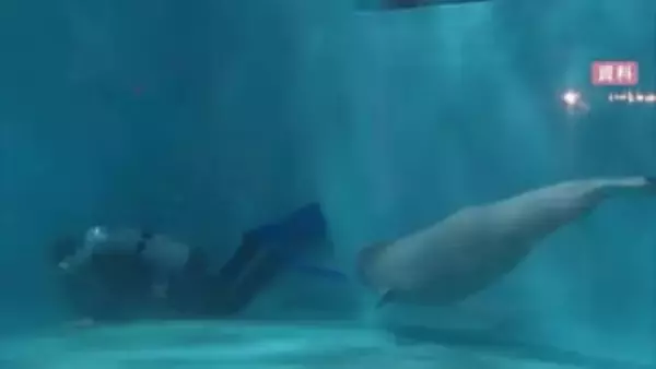 人気者の名付け親になろう！アクアスのシロイルカ赤ちゃん名前募集開始　2026年1月命名へ（島根）