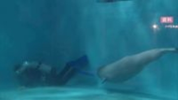 人気者の名付け親になろう！アクアスのシロイルカ赤ちゃん名前募集開始　2026年1月命名へ（島根）