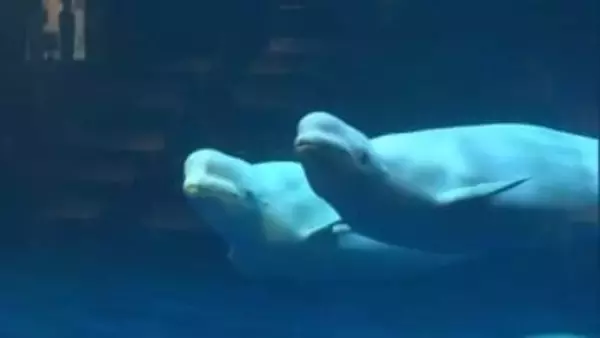 アクアスのシロイルカ　お客さんと息を合わせ“バブルリング”拍手喝さいの新パフォーマンス披露（島根）