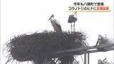 「鳥取・八頭町で5年連続誕生「コウノトリ」のひなに個体識別用の足環を取り付け」の画像1