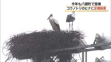 鳥取・八頭町で5年連続誕生「コウノトリ」のひなに個体識別用の足環を取り付け