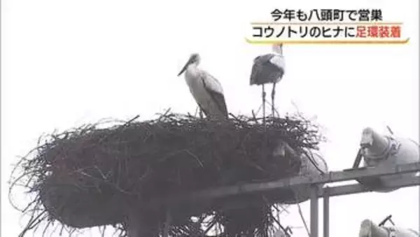 鳥取・八頭町で5年連続誕生「コウノトリ」のひなに個体識別用の足環を取り付け