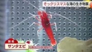 水族館「かにっこ館」でクリスマス気分！サンタエビやトナカイフグが待ってるよ（鳥取）