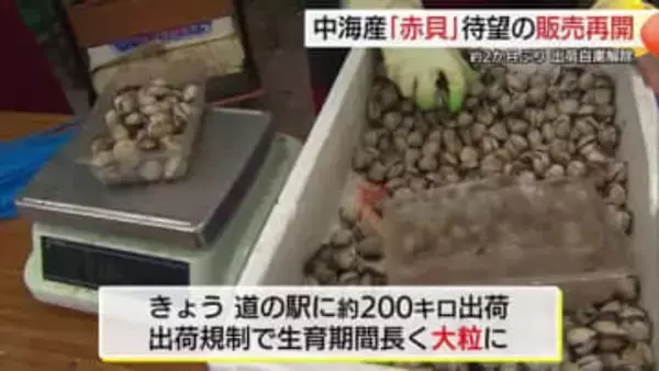中海「赤貝」ようやく出荷再開も…今シーズンは最後の販売に　貝毒検出で約2か月自粛（島根）