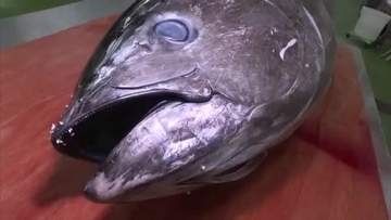 授業でマグロの解体ショー！？丸ごと1本を教材に漁業の街の食材を味わって学ぶ（鳥取・境港市）