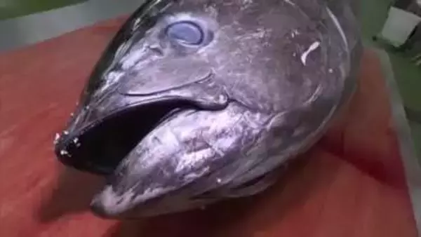 授業でマグロの解体ショー！？丸ごと1本を教材に漁業の街の食材を味わって学ぶ（鳥取・境港市）