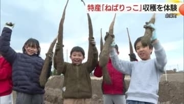 『コナンの学習』で小学生が特産長いも「ねばりっこ」収穫挑戦　粘り強さとシャキシャキ食感に感激（鳥取）