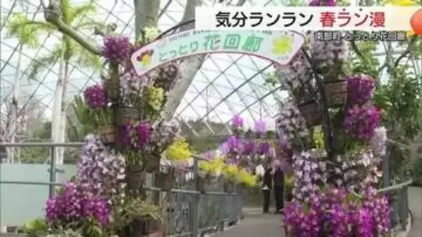 春爛漫！コチョウランのトンネル「幸せが飛んでくる」約3500株が華やかな空間演出　とっとり花回廊