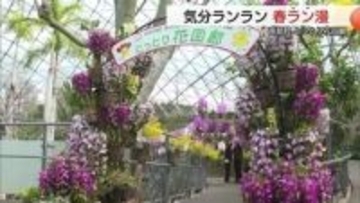 春爛漫！コチョウランのトンネル「幸せが飛んでくる」約3500株が華やかな空間演出　とっとり花回廊